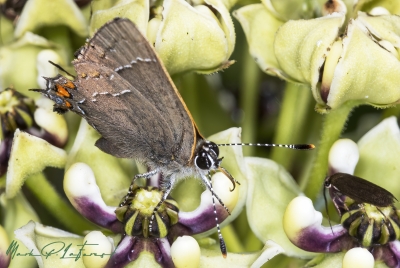 Red banded Hairstreaks 2023